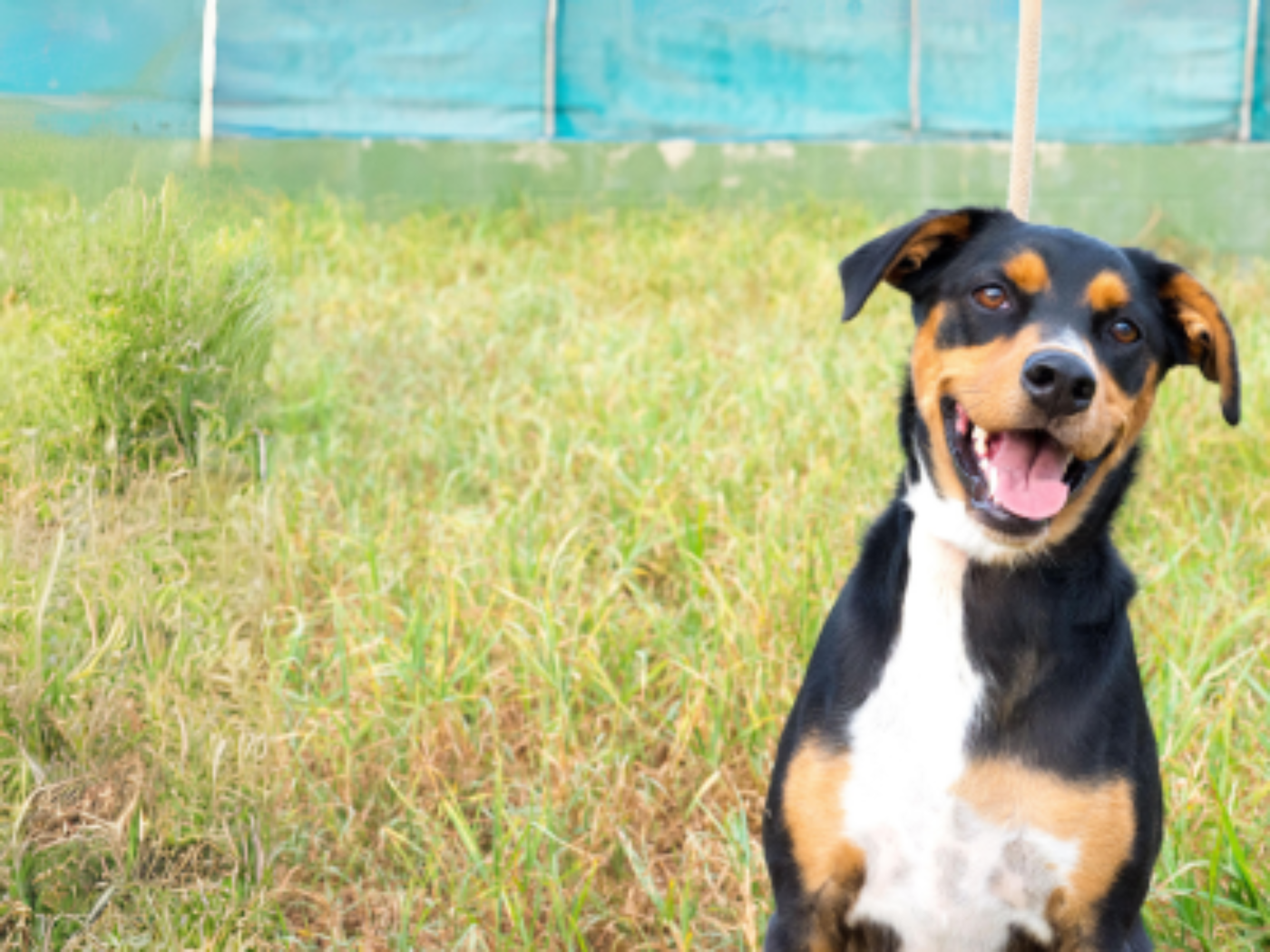 Photo d'un chien
